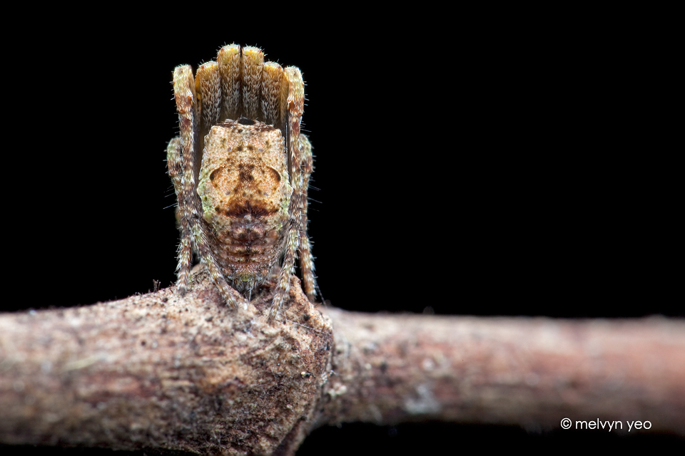 Sexy butt of a tree stump spider