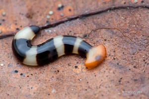 Hammerhead Worm (Bipalium)