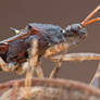 Assassin Bug (Reduviidae)