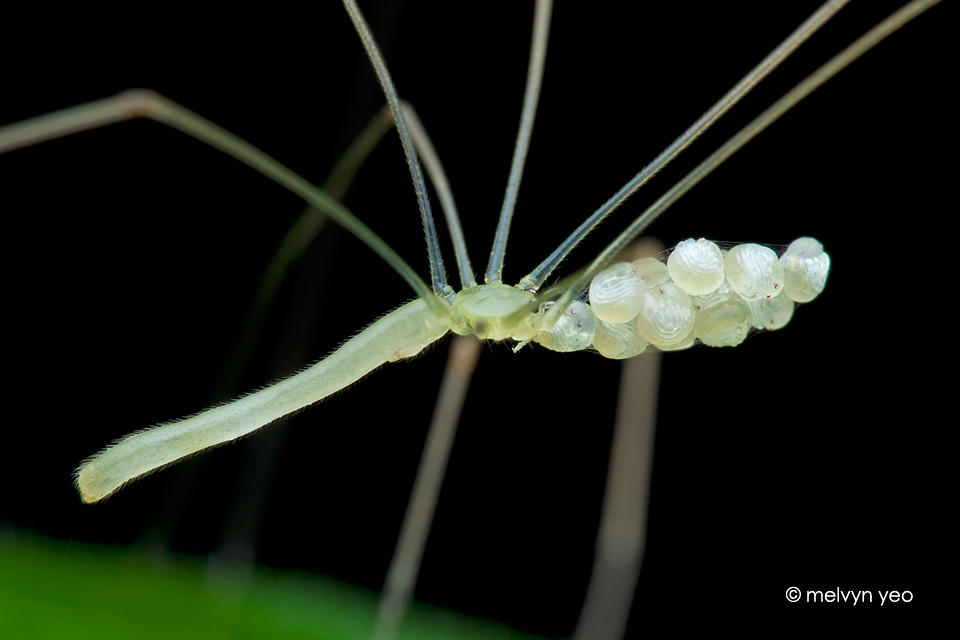 Mommy long legs (Pholcidae) by melvynyeo on DeviantArt