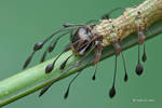 Homodes Bracteigutta by melvynyeo