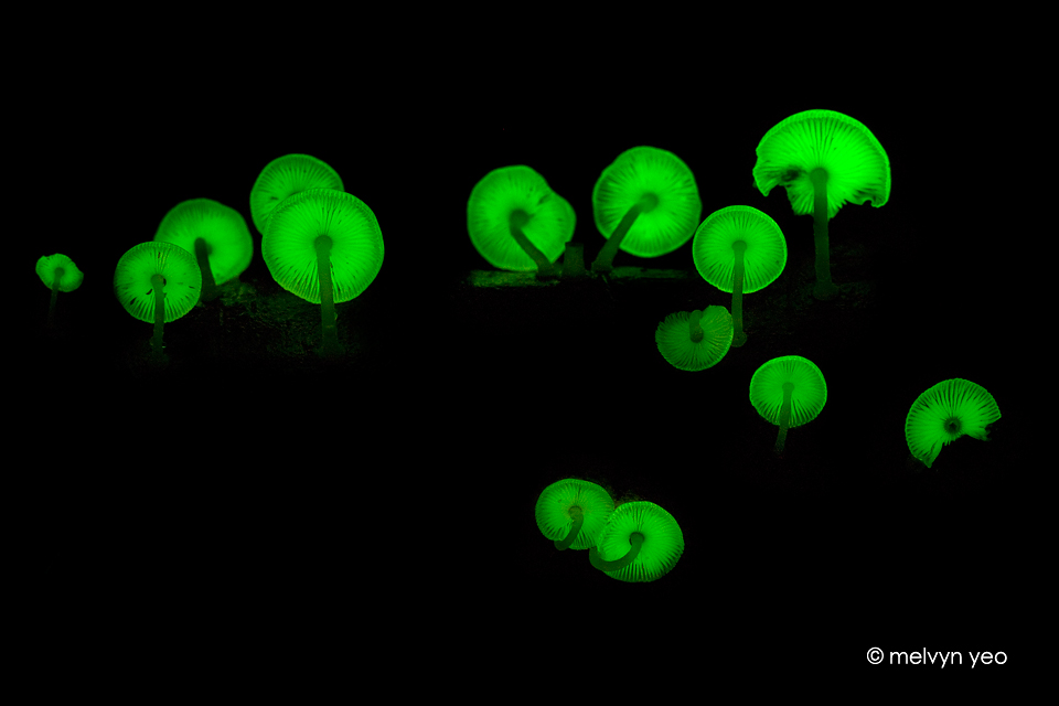 Bioluminescent Fungi