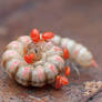 Erythraeidae? larva feeding on millipede