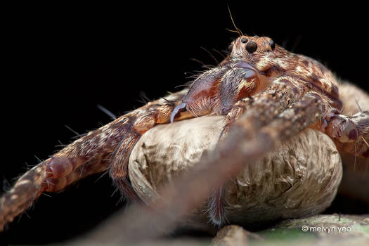 Mama Nursery Web Spider with Egg sac