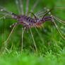 Thereuopoda longicornis