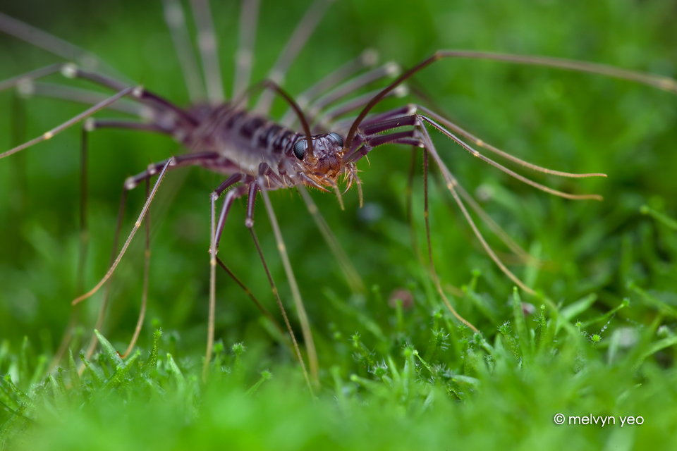 Thereuopoda longicornis