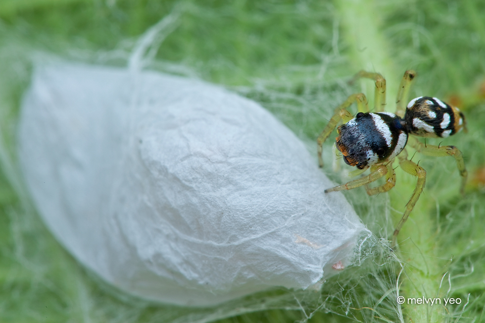 Jumping spider