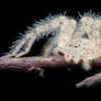 Young Huntsman Spider