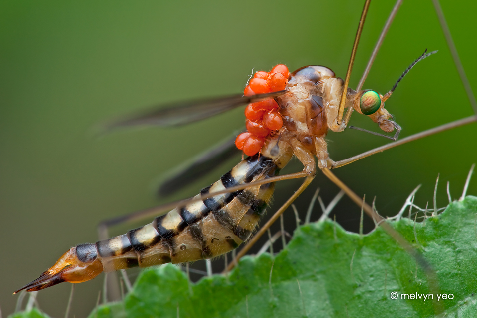 Crane fly with mites