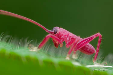 Magenta Katydid by melvynyeo