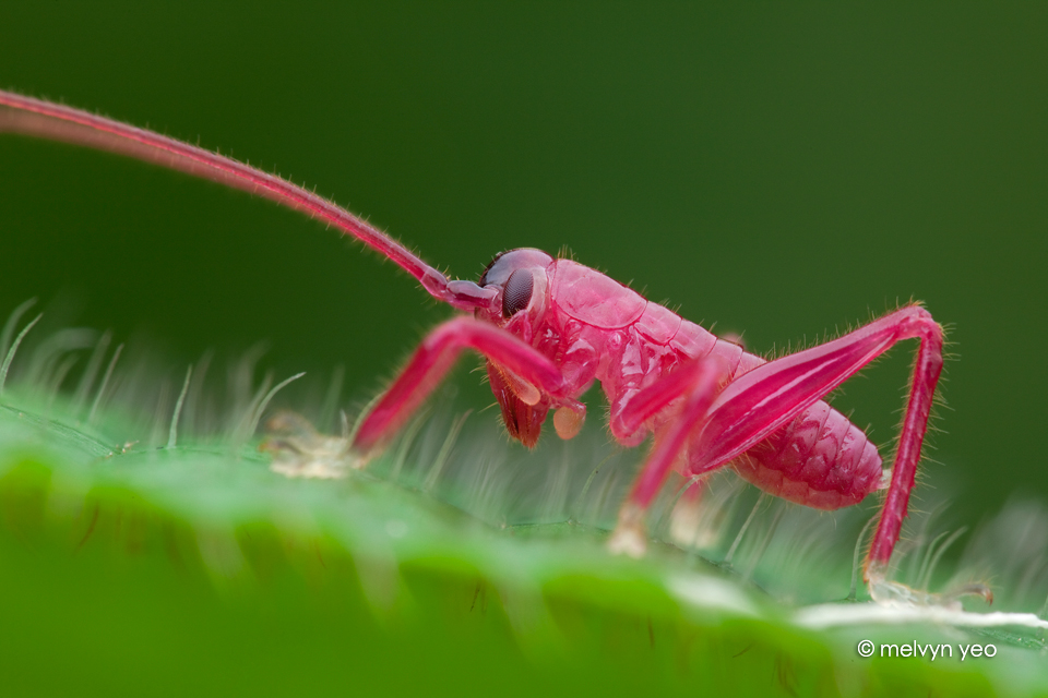 Magenta Katydid