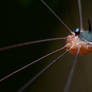 Harvestman