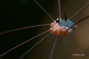 Harvestman