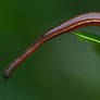 Tiger Leech