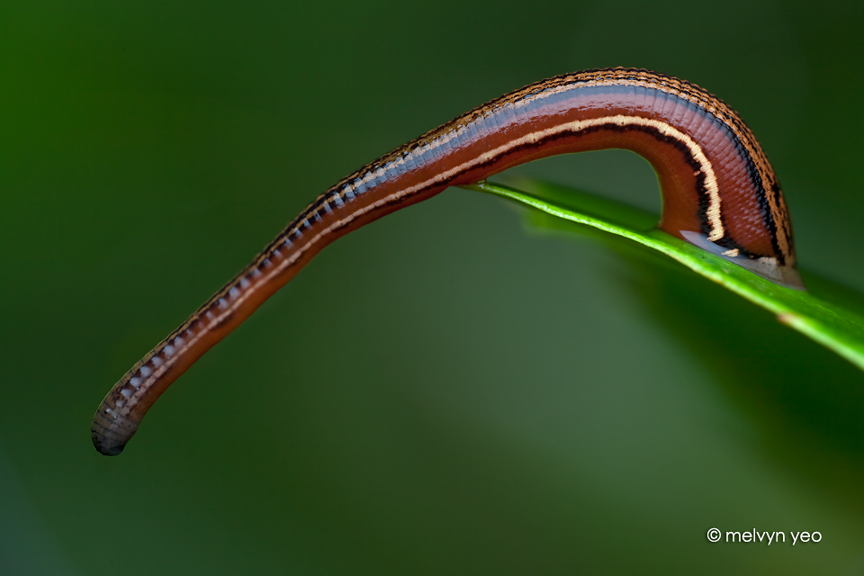 Tiger Leech