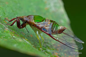 Mogannia sesioides