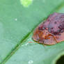 Tortoise Beetle?