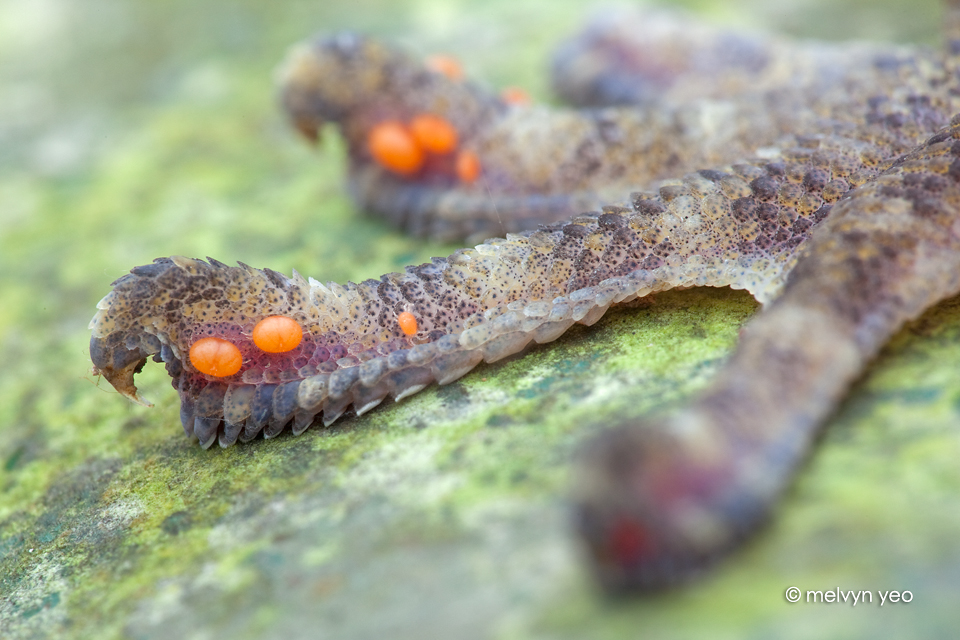 Mites on Gecko foot