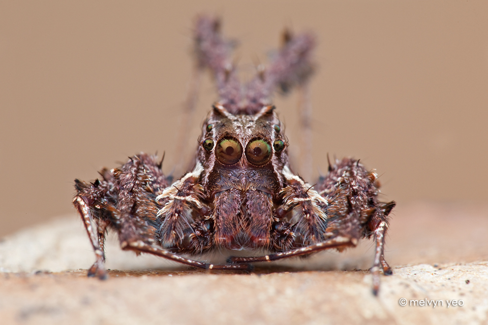 Portia Jumping Spider