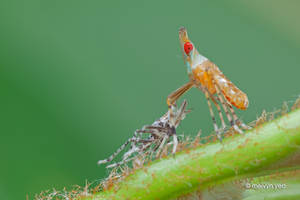 Planthopper nymph with exoskeleton