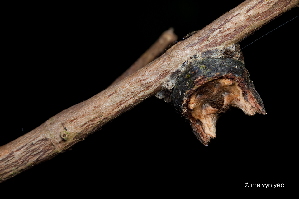 Sexy butt of a Caerostris sp.