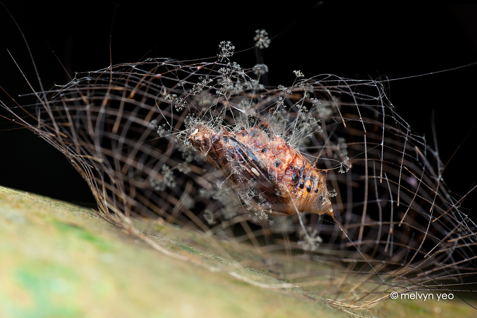 Fungus infected Chrysalis