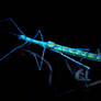 UV fluorescence Spotted Flying Stick Insect