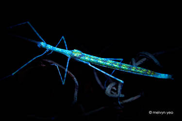 UV fluorescence Spotted Flying Stick Insect