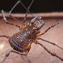 Harvestman