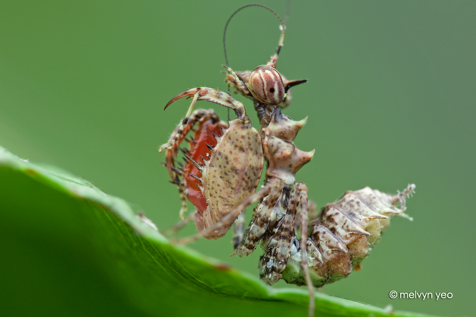 Boxer Mantis Nymph by melvynyeo