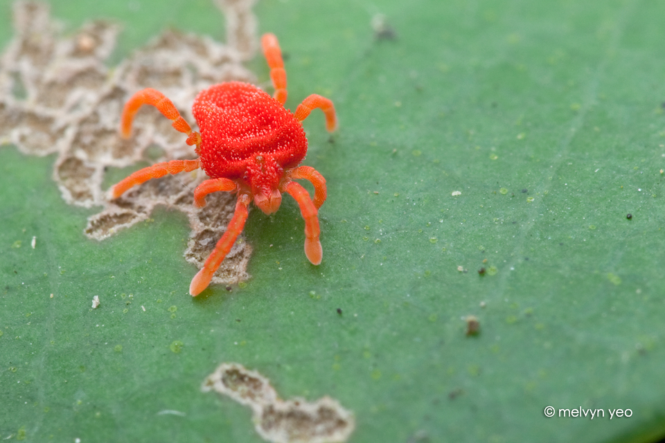 Red mite