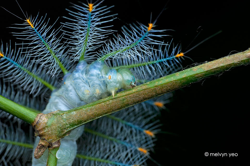 Archduke larva
