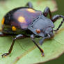 Endomychid, Handsome fungus beetle