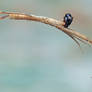Uloboridae with prey (wasp?)