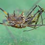 Harvestman