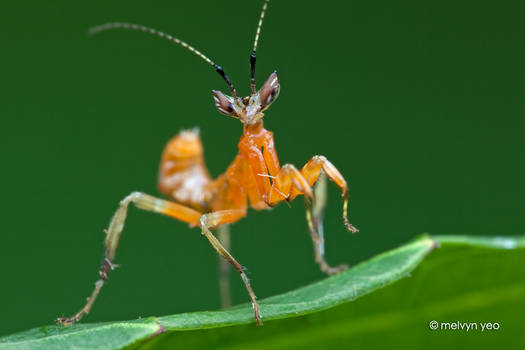 Flower mantis nymph