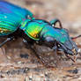 Catascops Ground Beetle