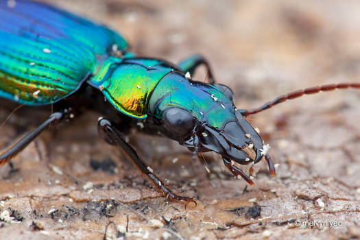 Catascops Ground Beetle