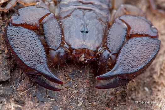 Dwarf Wood Scorpion (Liocheles australasiae)