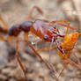 Trap jaw ant with prey