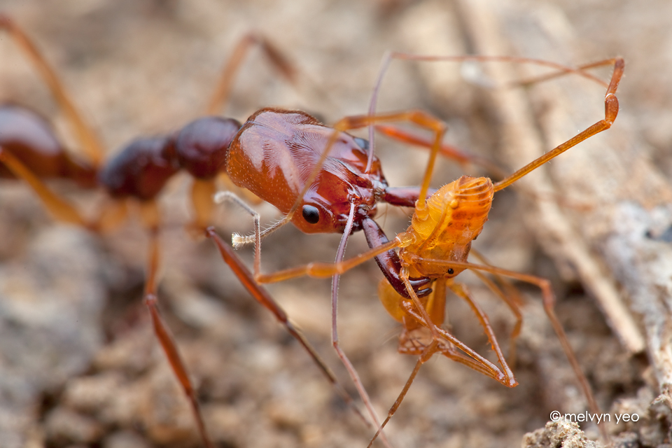 Trap jaw ant with prey