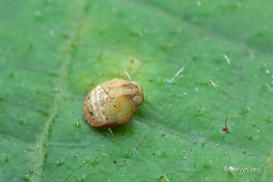 Issid Planthopper (Hemisphaerius sp.)