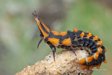 Lycidae Beetle Larva