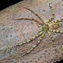 Heteropoda Boiei Huntsman Spider