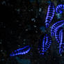 UV Fluorescence Lycidae Beetle Larva