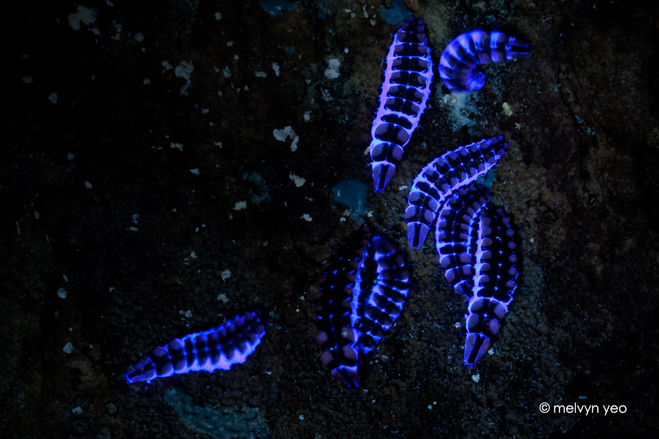 UV Fluorescence Lycidae Beetle Larva