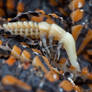 Lycidae Beetle Larva Moulting