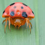 Ladybird Spider (Paraplectana sp.)