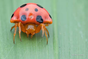 Ladybird Spider (Paraplectana sp.)