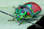 Metallic Shield Bug by melvynyeo